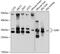 Gap Junction Protein Beta 1 antibody, 13-436, ProSci, Western Blot image 