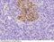Protein III antibody, 100742-T40, Sino Biological, Immunohistochemistry frozen image 