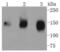 CD13 antibody, NBP2-67602, Novus Biologicals, Western Blot image 