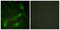 HsMAD2 antibody, LS-C199583, Lifespan Biosciences, Immunofluorescence image 