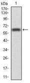 Vav Guanine Nucleotide Exchange Factor 2 antibody, NBP2-52583, Novus Biologicals, Western Blot image 