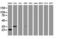 Jun Proto-Oncogene, AP-1 Transcription Factor Subunit antibody, LS-C175413, Lifespan Biosciences, Western Blot image 