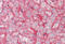Organic cation transporter 1 antibody, MBS249147, MyBioSource, Immunohistochemistry frozen image 
