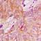 Protein phosphatase 1K, mitochondrial antibody, orb318826, Biorbyt, Immunohistochemistry paraffin image 