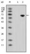 Wnt Family Member 5A antibody, AM06331SU-N, Origene, Western Blot image 