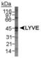 Lymphatic Vessel Endothelial Hyaluronan Receptor 1 antibody, PA1-16636, Invitrogen Antibodies, Western Blot image 