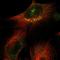 Salt Inducible Kinase 2 antibody, HPA016026, Atlas Antibodies, Immunofluorescence image 