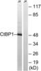 C-Terminal Binding Protein 1 antibody, LS-B8378, Lifespan Biosciences, Western Blot image 