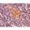 CD5 Molecule Like antibody, LS-C19597, Lifespan Biosciences, Immunohistochemistry paraffin image 