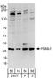 Proteasome Subunit Alpha 1 antibody, A303-845A, Bethyl Labs, Western Blot image 