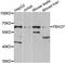 F-Box Protein 7 antibody, LS-C349163, Lifespan Biosciences, Western Blot image 