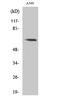 Fas-activated serine/threonine kinase antibody, A09199, Boster Biological Technology, Western Blot image 