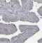 Coiled-Coil Domain Containing 173 antibody, NBP2-30912, Novus Biologicals, Immunohistochemistry frozen image 