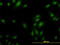 Ribosomal Protein L9 antibody, LS-C133092, Lifespan Biosciences, Immunofluorescence image 
