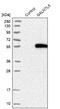 Polypeptide N-Acetylgalactosaminyltransferase Like 5 antibody, NBP1-81847, Novus Biologicals, Western Blot image 