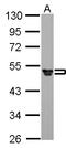 Fibrinogen Gamma Chain antibody, LS-B12465, Lifespan Biosciences, Western Blot image 