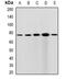 CXXC Finger Protein 1 antibody, orb340979, Biorbyt, Western Blot image 