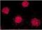 FKBP Prolyl Isomerase 4 antibody, M02165-1, Boster Biological Technology, Immunofluorescence image 