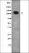 Ubiquitin Protein Ligase E3B antibody, orb378437, Biorbyt, Western Blot image 