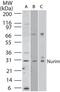 Nurim antibody, GTX85768, GeneTex, Western Blot image 