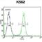 Myosin XIX antibody, abx026132, Abbexa, Western Blot image 