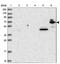 Ubiquitin Associated And SH3 Domain Containing B antibody, NBP2-34053, Novus Biologicals, Western Blot image 
