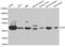 Phosphogluconate Dehydrogenase antibody, LS-C349280, Lifespan Biosciences, Western Blot image 