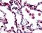 Free Fatty Acid Receptor 2 antibody, ab118449, Abcam, Immunohistochemistry paraffin image 