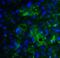 hSMURF2 antibody, 7773, ProSci Inc, Immunofluorescence image 