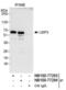 Ubiquitin carboxyl-terminal hydrolase 3 antibody, NB100-77283, Novus Biologicals, Immunoprecipitation image 