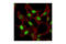 H2A Histone Family Member Z antibody, 2718S, Cell Signaling Technology, Immunofluorescence image 