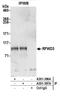 E3 ubiquitin-protein ligase RFWD3 antibody, A301-398A, Bethyl Labs, Immunoprecipitation image 