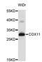 Cytochrome c oxidase assembly protein COX11, mitochondrial antibody, STJ26484, St John