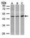 6-phosphogluconate dehydrogenase, decarboxylating antibody, orb69880, Biorbyt, Western Blot image 