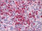 HLE antibody, AP23184PU-N, Origene, Immunohistochemistry frozen image 