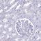 Glyceraldehyde-3-phosphate dehydrogenase, testis-specific antibody, HPA042666, Atlas Antibodies, Immunohistochemistry paraffin image 