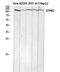 Zinc finger protein ZFPM2 antibody, A04312-1, Boster Biological Technology, Western Blot image 
