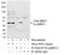Mitogen-Activated Protein Kinase Kinase 1 antibody, A303-611A, Bethyl Labs, Immunoprecipitation image 