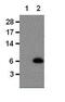 C-C motif chemokine 5 antibody, 14-7085-82, Invitrogen Antibodies, Western Blot image 