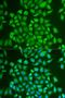 Prolactin Induced Protein antibody, orb373380, Biorbyt, Immunofluorescence image 