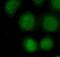 Nuclear Receptor Corepressor 2 antibody, FNab05594, FineTest, Immunofluorescence image 