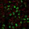 Nucleolin antibody, GTX34915, GeneTex, Immunofluorescence image 