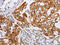 Cell Division Cycle 27 antibody, CSB-PA084372, Cusabio, Immunohistochemistry paraffin image 
