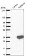  antibody, PA5-60351, Invitrogen Antibodies, Western Blot image 