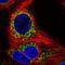Sideroflexin 1 antibody, HPA063745, Atlas Antibodies, Immunofluorescence image 