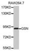 Gelsolin antibody, abx002150, Abbexa, Western Blot image 