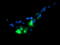 Golgi Membrane Protein 1 antibody, TA504115, Origene, Immunofluorescence image 