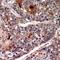 Zinc Finger Protein 541 antibody, orb382527, Biorbyt, Immunohistochemistry paraffin image 