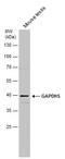 Glyceraldehyde-3-phosphate dehydrogenase, testis-specific antibody, GTX116000, GeneTex, Western Blot image 