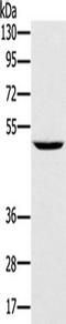 Tripartite Motif Containing 31 antibody, TA350358, Origene, Western Blot image 